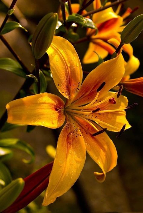 Yellow Lilies Aesthetic, Yellow Lily Flower, Yellow Lilly, Yellow Lilies, Photos Flowers, Nothing But Flowers, Flower Therapy, Pretty Plants, Beautiful Flowers Pictures