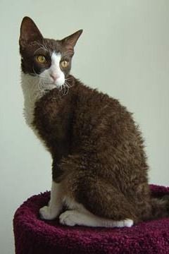 curly cat on a stool Curly Furred Cat, Laperm Cat, Curly Haired Cat, Curly Cat, Hypoallergenic Cats, Laperm, American Wirehair, Ocicat, Selkirk Rex