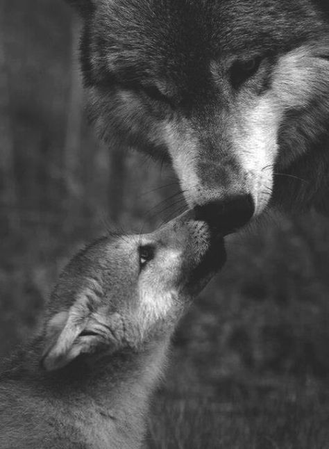 Mother and baby wolf Lup Singuratic, Photo Animaliere, Nosara, Wolf Love, Wild Wolf, Wolf Pictures, Wolf Spirit, Beautiful Wolves, Beautiful Beautiful