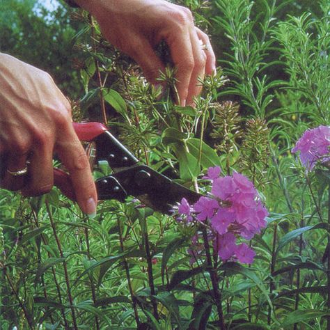 Off With Their Heads: Deadheading Perennials - FineGardening Runner Tips, Off With Their Heads, Long Blooming Perennials, Backyard Garden Diy, Deadheading, Hydrangea Garden, Fine Gardening, Unique Gardens, Garden Care