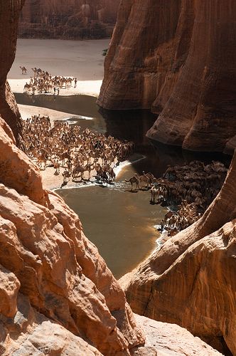 camels in ‘camel canyon’, ennedi ouest, borkou-ennedi-tibesti, chad Desert Sahara, Landlocked Country, World Best Photos, In The Desert, Africa Travel, The Desert, A Group, Wonderful Places, Belle Photo