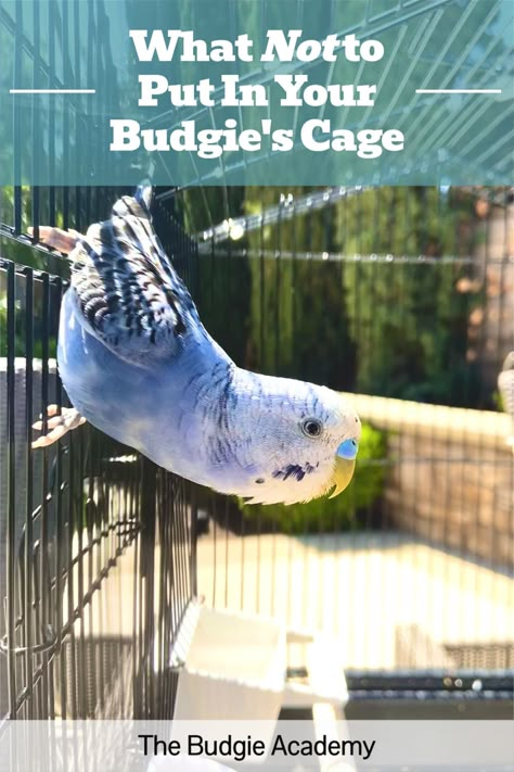 Like many budgie owners, you probably want to provide your bird with the best enrichment money can buy. But before splurging on toys and accessories, check out this list of common cage items with hidden risks. Diy Parakeet Cage, Homemade Bird Toys, Parakeet Care, Budgie Cage, Diy Bird Cage, Budgie Toys, Parakeet Toys, Diy Bird Toys, Parakeet Cage