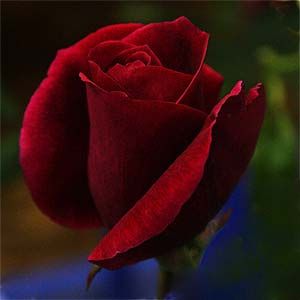 Red Rose - Mr Lincoln - my mother's favourite rose. Mr Lincoln Rose, Grandiflora Roses, Hybrid Tea Roses Garden, Hybrid Tea Roses Care, Sterling Roses, Standard Roses, Soft Flowers, Rose Beautiful, Rose Nursery