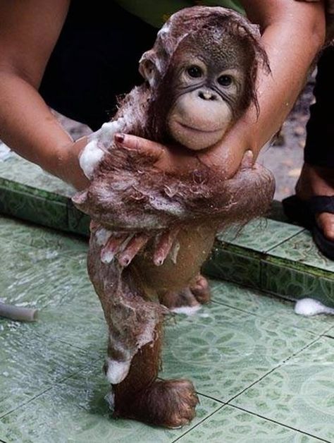 Here is a baby orangutan getting a bubble bath.... You're welcome. :) i know he isn't a dog but he's still cute Regnul Animal, Baby Orangutan, Cele Mai Drăguțe Animale, Happy Happy Happy, A Monkey, Cute Animal Pictures, Primates, Cute Creatures, Sweet Animals