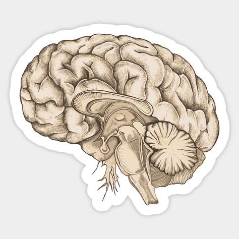 Vintage brain anatomy sticker. Perfect for any science lover's home or office. #brain #anatomy . #Medical_Stickers_Aesthetic #Human_Anatomy_Vintage #Anatomy_Vintage #Brain_Sticker Medical Stickers Aesthetic, Human Anatomy Vintage, Anatomy Vintage, Brain Sticker, Medical Stickers, Science Stickers, Brain Anatomy, Brain Art, Cute Laptop Stickers