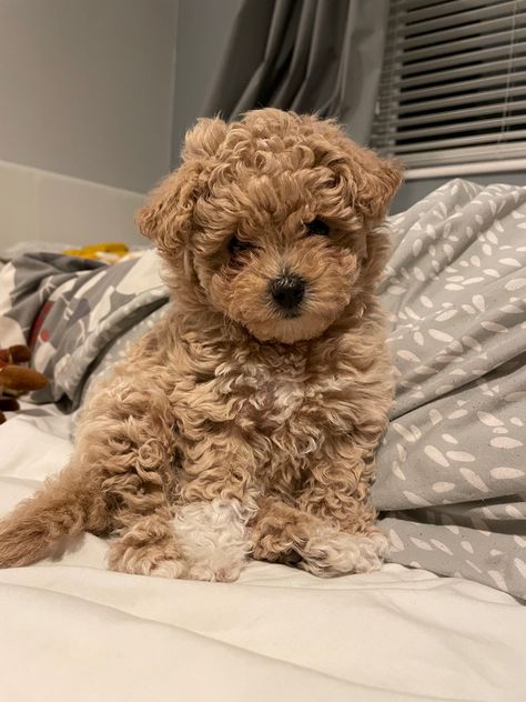 Cute Fluffy Puppies, Cute Small Dogs, Dog Mommy, Very Cute Puppies, Maltipoo Puppy, Super Cute Puppies, Fluffy Puppies, Cute Animals Puppies, Very Cute Dogs