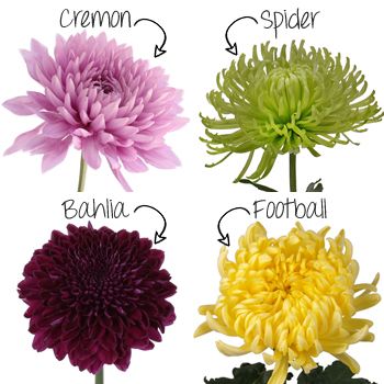 Spider Mums Flowers, Chrysanthemum Garden Ideas, Spider Mum Bouquet, Crythanthimum Flowers, Mum Wedding Bouquet, Spider Mum Tattoo, Mum Flower Arrangement, Mums Wedding Flowers, Bookshelf Mural