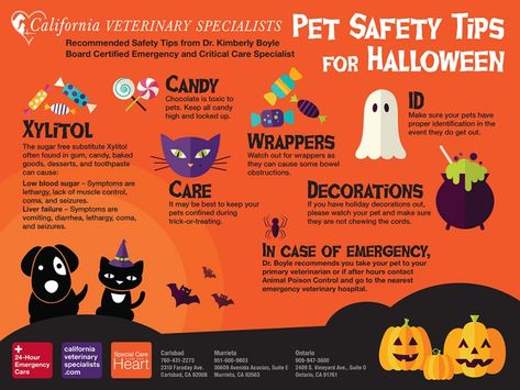 Tips for a safe Halloween! Cherry Mash Candy Recipe, Halloween Pet Safety, Dog Daycare Design, Dog Sick, Low Blood Sugar Symptoms, Holiday Memes, Big Brother Pregnancy Announcement, Happy Evening, Vet Office