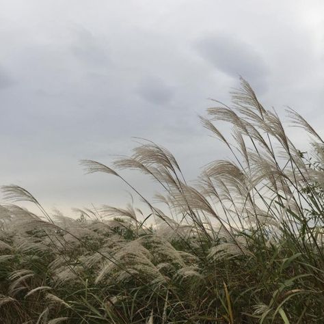 T H E _ C O L L E C T O R Blowing In The Wind, The Wind