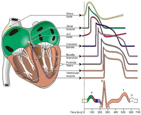 Cardiac Rehab, Cardiac Cycle, Cardiac Nursing, Respiratory Therapy, Nurse Rock, Nursing Tips, Future Nurse, Nursing Study, Nursing Education