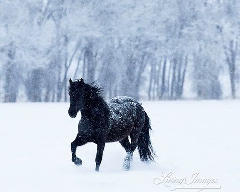 Beautiful black horse in the snow Horse In Snow, Winter Horse, Falling Snow, Art Horse, Black Horses, Horse Wall Art, Friesian Horse, All The Pretty Horses, Horse Wall