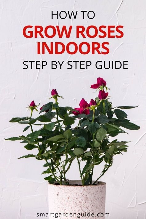 How To Grow Roses Indoors, How To Take Care Of Roses In A Pot, Miniature Roses Indoors, Mini Rose Plant Care, Indoor Roses Houseplant, Indoor Rose Garden, Miniature Roses Care, Growing Roses Indoors, How To Take Care Of Roses