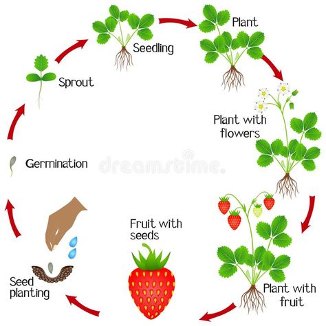 Life Cycle Of A Strawberry, دورة حياة النبات, Plants Life Cycle Activities, Plant Life Cycle Worksheet, Flower Life Cycle, Science Subject, Plant Lessons, Strawberry Plant, Pete The Cats