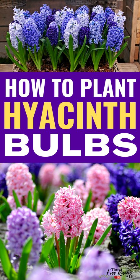 Front Garden Simple, When To Plant Spring Bulbs, Tulip Daffodil Hyacinth Garden, Purple Bulbs Flowers, When To Plant Bulbs For Spring, Spring Bulbs Garden Flower Beds, Planting Hyacinth Bulbs, When To Plant Hyacinth Bulbs, Flowers To Plant In February