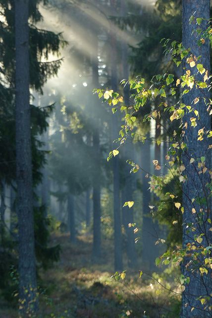 In The Forest, The Forest, The Sun, Trees, Forest, Sun