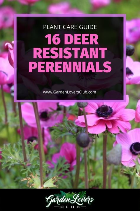 Shrubs That Deer Will Not Eat, Deer Resistant Flowers Perennials, Deer Resistant Shade Garden Design, Deer Resistant Plants Perennials, Deer Resistant Landscaping Perennials, Deer Resistant Annual Flowers, Deer And Rabbit Resistant Perennials, Plants That Deer Will Not Eat, Full Sun Deer Resistant Perennials