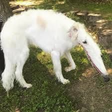 Borzoi Puppy, Funny Animal Fails, Borzoi Dog, Animal Fails, Dogs Cute, Pets Dogs, Pretty Animals, Weiner Dog, Animal Prints