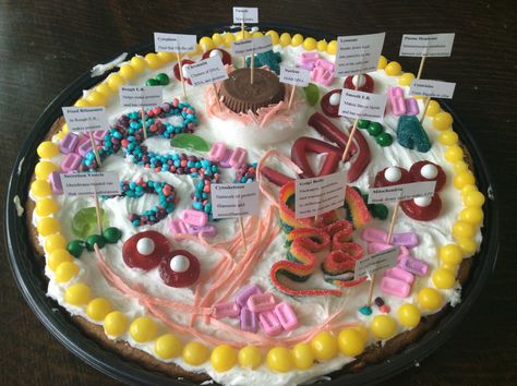 Edible animal cell by Henry and Michael Animal Cell Food Model, Animal Cell Cake Project Labeled, Plant Cell Cake Model, Edible Cell Model, Biology Cake, Animal Cell Cake, Cell City Project, 3d Cell Project, Plant Cell Cake