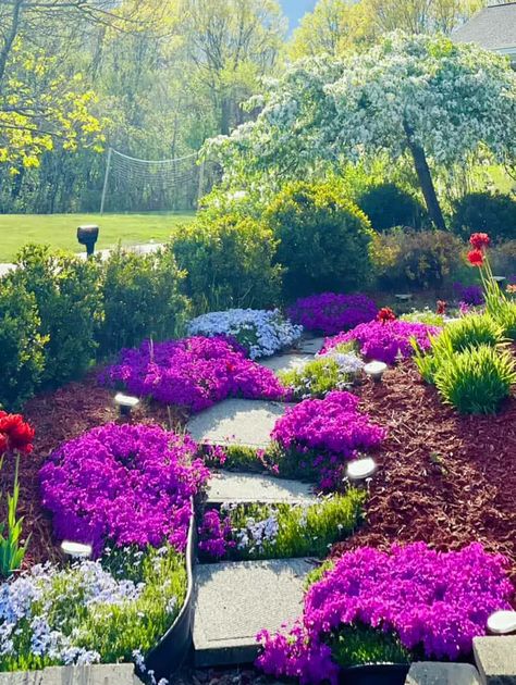 Garden Idea Creeping Phlox Garden Paths And Walkways Flower Beds, Walkway Planting Ideas, Walkway Landscaping Plants, Flowers On Trellis, Sidewalk Landscape, Backyard Path, Sidewalk Garden, Walkway Designs, Rock Pathway