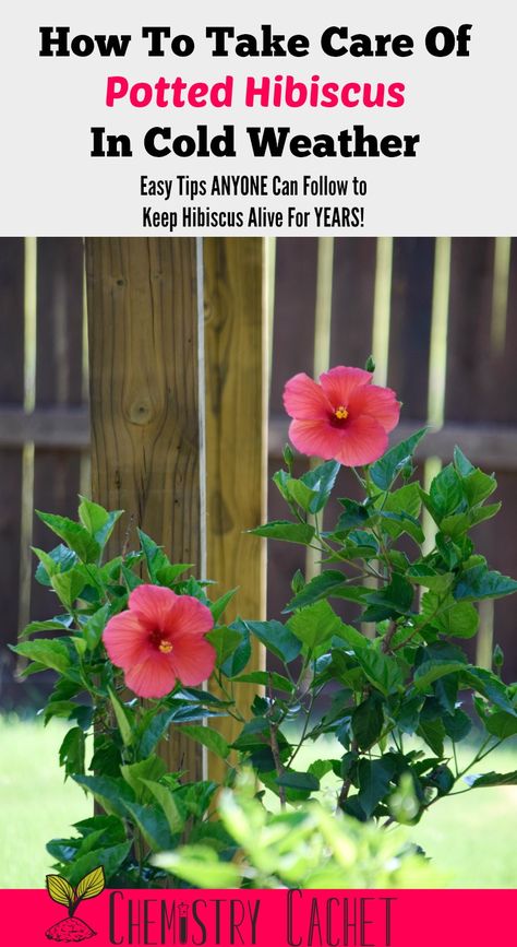 Potted Hibiscus, Hibiscus Tree Care, Hibiscus Bush, Growing Hibiscus, Hibiscus Garden, Hibiscus Tree, Hardy Hibiscus, Winter Tips, Flower Pot Design