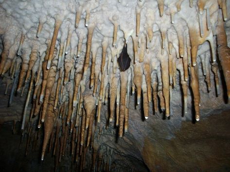 Stalactites Hibernated Bat Cave - Free photo on Pixabay Bat Habitat, Bat Facts, Soul Collage, Carlsbad Caverns, Permaculture Design, Lost Girl, Metal Sculpture, Permaculture, Free Pictures