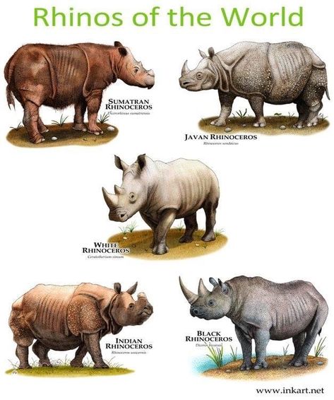 Zoology Career, Rhinoceros Illustration, Javan Rhino, Javan Rhinoceros, Sumatran Rhinoceros, Rhino Pictures, Animal Drawing Reference, Rhino Species, Terrestrial Animals