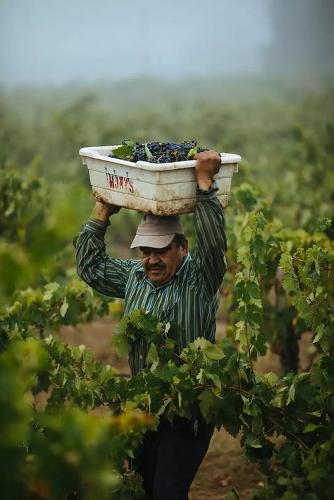 Lucia�o Cornejo balances his bin on his head as he runs through vineyard to drop off his grapes at the Limerick Lane Vineyard in Healdsburg, Calif. Tuesday, August 30, 2017. Winery Photo Ideas, Corporate Pictures, Wine Shoot, Wine Photoshoot, Vineyard Photography, Wine Photo, Grape Wine, Farm Photos, Contra Costa County