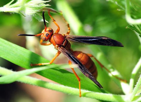 Big Red Wasp - Polistes Red Wasp, Red Wasps, Bees And Wasps, Wasp, Red Stripe, Spiders, Natural World, Insects, Wicked