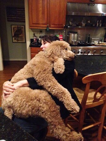 He Thinks He's A Lap Dog Anjing Poodle, Ras Anjing, Dog Status, Giant Dogs, Doodle Dog, Goldendoodle Puppy, Lhasa Apso, Lap Dogs, Poodle Puppy