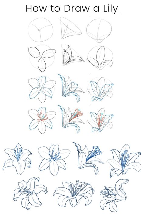 Tiger Lily Drawing Simple, Drawing On Lined Paper, Trin For Trin Tegning, Sketch Flowers, Lilies Drawing, Flower Step By Step, Botanical Line Drawing, Flower Drawing Tutorials, Flower Art Drawing