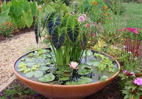 Planter Pond, Clay Pot Garden, Pond In A Pot, Garden Container Ideas, Container Pond, Patio Edging, Container Gardening Ideas, Planters Diy, Herb Garden Pots