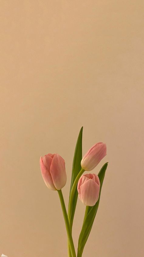 Pink And White Tulips Aesthetic, Flower Wallpaper Aesthetic Pastel, Wallpaper Tulips Aesthetic, Tulip Wallpaper Aesthetic, Tulips Wallpaper Iphone, Aesthetic Tulips Wallpaper, Pastel Flowers Aesthetic, Tulips Lockscreen, Pink Tulips Aesthetic