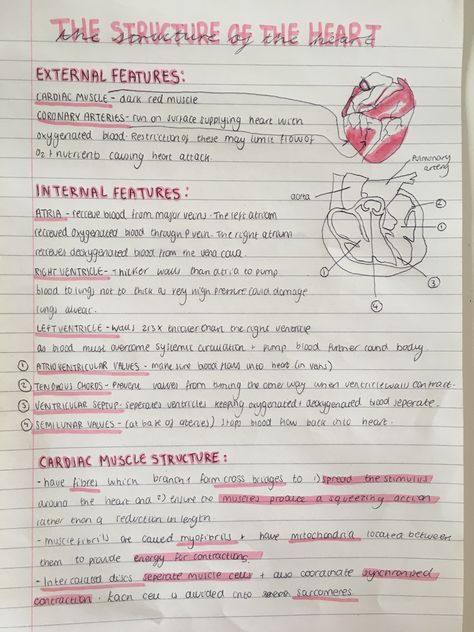 A level biology revision notes on the structure of the heart  #study #revision #notes #school #biology The Heart Revision Notes, Health Notes School, The Heart Revision, Structure Of The Heart Notes, Pe Notes Aesthetic, The Heart Biology, Science Revision Notes Year 8, Science Revision Aesthetic, Pe Revision Notes