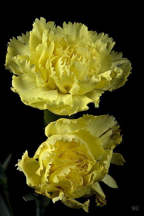 Yellow Carnation for my precious Momma. Yellow Carnations, Flower Cart, Carnation Flower, Fall Wedding Flowers, Language Of Flowers, Pastel Wedding, Yard Design, Birthday Flowers, Yellow Flower