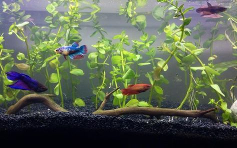 Female Betta Fish Sorority (Violet, Blue Fish, Red Fish, and Pepper) Betta Sorority Tanks, Betta Sorority, Female Betta Fish, Aquascape Ideas, Female Betta, Aquatic Pets, Fish Keeping, Betta Aquarium, Betta Fish Care