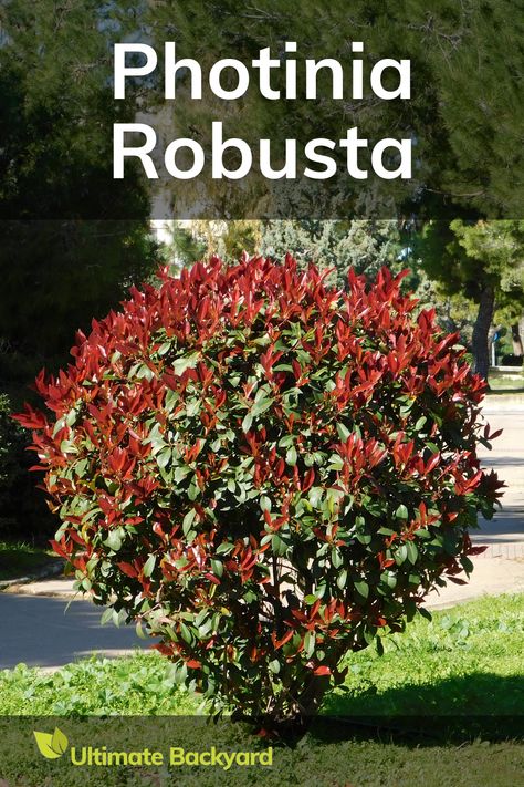 Photinia robusta is a very popular landscaping plant. It is grown for its attractive red new growth and glossy green foliage. To keep Photinia healthy, plant them in locations with good air circulation and well-drained soil. They don’t like damp conditions as this can promote fungal diseases that may kill the shrub. Red Tip Photinia, Photinia Red Robin, Rose Family, Planting Plan, Flowering Shrubs, Different Plants, New Growth, Plant Species, Landscaping Plants