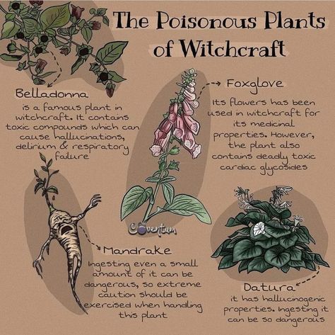 Nature, Mandrake Root Magical Properties, Fantasy Medicine, Types Of Poison, Fantasy Herbs, Plant Meanings, Poison Plants, Poison Aesthetic, Magical Plants