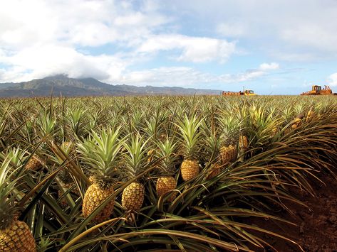 How To Grow A Pineapple Pineapple Farming, Pineapple Growing, Grow Pineapple Plant, Grow A Pineapple, Pineapple Garden, Startup Illustration, Pineapple Tree, Pineapple Hairstyle, Pineapple Farm