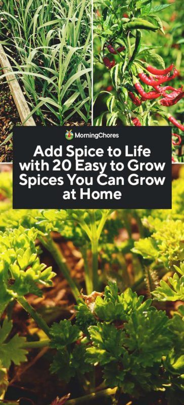 20 Easy-to-Grow Spices You Can Grow at Home Allotment Ideas, Spice Garden, Organic Vegetable Garden, Aquaponics System, Veg Garden, Food Forest, Wildflower Garden, Herbs And Spices, Growing Herbs