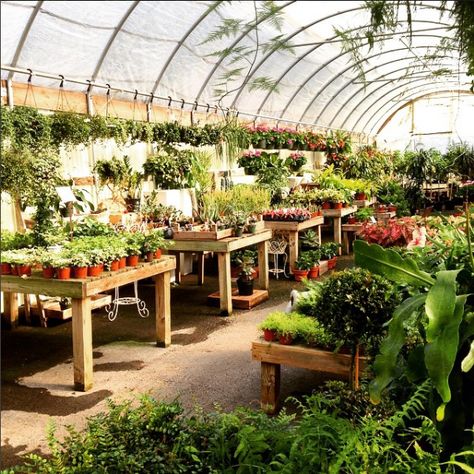 Garden Center Displays, Nursery Planning, Garden Workshops, Garden Cafe, Garden Nursery, Garden Images, Garden Store, Greenhouse Gardening, Urban Farming