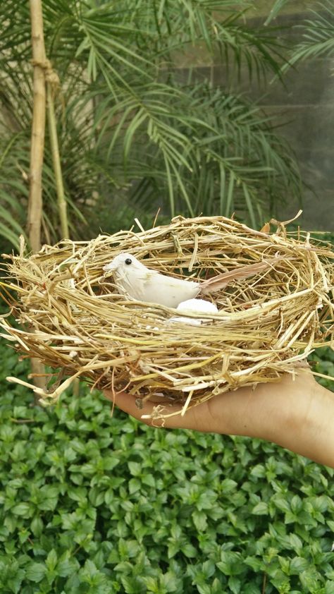 Bird 🐦 nest, school project, DIY bird nest Diy Bird Nest, Bird Nesting Material, Sparrow Nest, Educational Toys For Toddlers, Diy Birds, Kindergarten Graduation, School Project, Diy Crafts For Gifts, Bird Nest