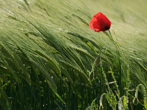 Woke up this morning, I suddenly realized, we're all in this together.  I started smiling 'cause you were smiling  And we're all in this together....Ben Lee Blowin' In The Wind, Flanders Field, Wheat Fields, Poppy Field, Windy Day, National Geographic Photos, Jolie Photo, Red Poppies, Flower Pictures