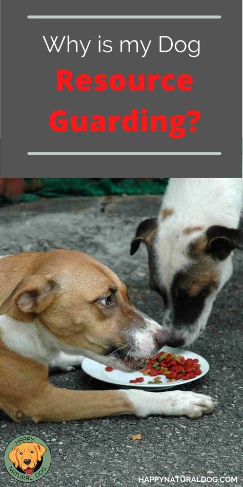 Does your dog guard food, toys, or furniture? Learn how to stop a dog from resource guarding the right way! Once you understand this and other dog behavior problems, you can come up with a plan to reduce or eliminate the behavior using positive dog training methods. Read this 2-part series that will help you stop aggression before it gets worse. #resourceguardingindogs #dogresourceguarding #dogguardingfood #dogguardingtoys #dogguardingfurniture Food Aggression In Dogs, Dog Body Language, Dog Behavior Training, Positive Dog Training, Reactive Dog, Dog Behavior Problems, Fun Brain, Food Toys, Best Dog Training