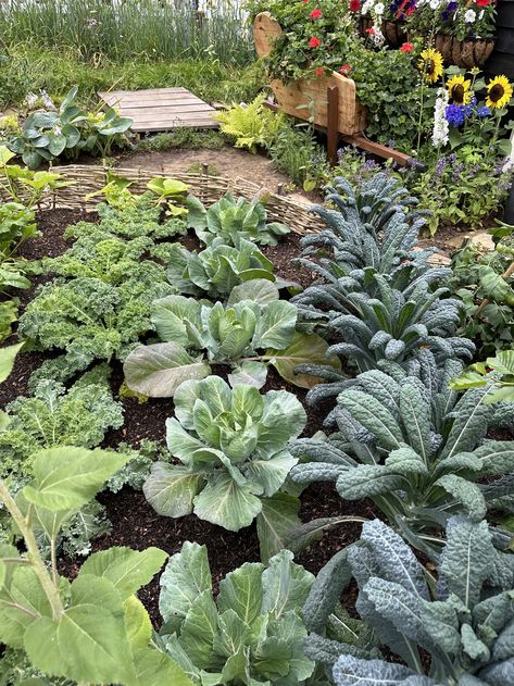 Kale Garden, How To Grow Kale, Harvest Kale, Grow Kale, Harvesting Kale, Bean Garden, Kale Plant, Growing Kale, Succession Planting