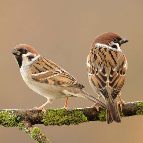 Tree sparrow (Passer montanus)  Venerated and vilified, celebrated and victimised, the Tree sparrow has had far fewer ups than downs since the turn of the 20th century. Let’s take a look at the intriguing story behind the bird whose existence is underpinned by a wealth of fortitude in the face of adversity.  Right Tree Sparrow, Sparrow Art, Vogel Tattoo, House Sparrow, Sparrow Bird, 그림 낙서, Bird Wallpaper, Sparrows, Airbrush Art