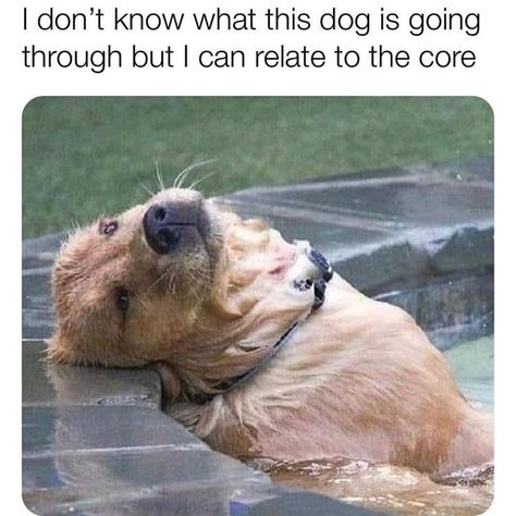 Mid-Week Animal Memes And Tweets For The Soul - I Can Has Cheezburger? Golden Retriever Mix, Golden Retrievers, Dog Gifs, Dog Memes, 귀여운 동물, Animal Memes, Cute Funny Animals, Dog Life, I Love Dogs