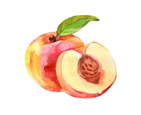 Peach Paint, Fruits Drawing, Peach Art, Watercolor Food, Peach Fruit, Fruit Wallpaper, Watercolor Fruit, Fruit Illustration, Seni Cat Air