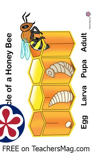 Bees go through four distinct stages of life: egg, larva, pupa, and adult. 😍We're inviting all preschool teachers to share their activity ideas on our site TeachersMag.com. Simply add a post with 2 photos and a description of the activity. After publishing the post, you will have access to downloadable free worksheets and printables for use in your classroom (preschool, kindergarten, PreK). Pollination Activity, Life Cycles Preschool, Honey Bee Life Cycle, Cycle Pictures, Bee Poster, Diy Science Projects, Cycle Drawing, Classroom Preschool, Bee Life Cycle