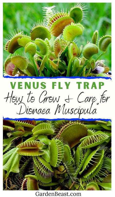 Venus Trap Plant, Venus Fly Trap Repotting, Terrarium Venus Fly Trap, Care For Venus Fly Trap, Venus Fly Trap Care Tips, Fly Catcher Plant, Fly Trap Plant Venus Flytrap, How To Care For A Venus Fly Trap Plant, Venus Fly Trap Care Indoors