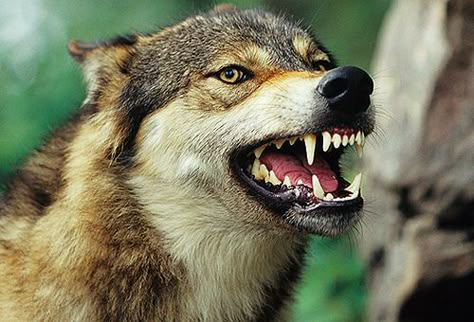 Wolf (Canis lupus) snarling, close-up, Ca... by Tom Brakefield | Getty Images Teeth Art Reference, Teeth Tattoo, Wolf Reference, Snarling Wolf, Wolf Poses, Baby Wolves, Angry Wolf, Wolf World, Angry Animals